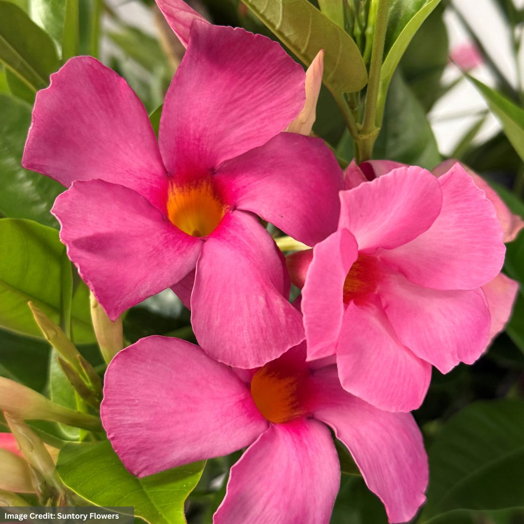 Dipladenia Bush – Sundenia® Pink – 10″ Pot